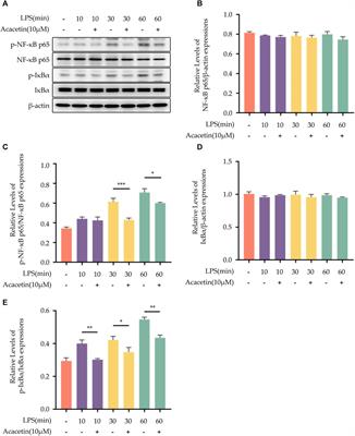 Acacetin inhibits inflammation by blocking MAPK/NF-κB pathways and NLRP3 inflammasome activation